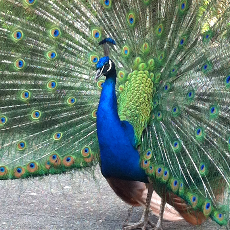 AwesomePeacock